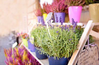Potted plants at market for sale