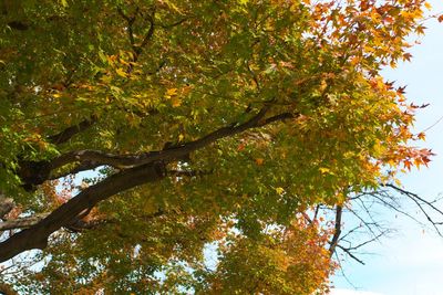 Low angle view of tree