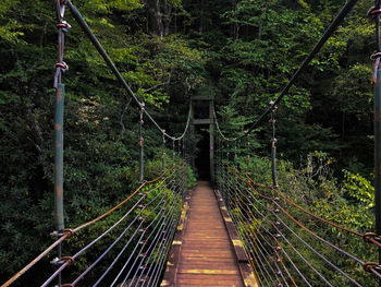 Footbridge amidst trees in forest