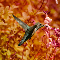 Miss hummingbird
