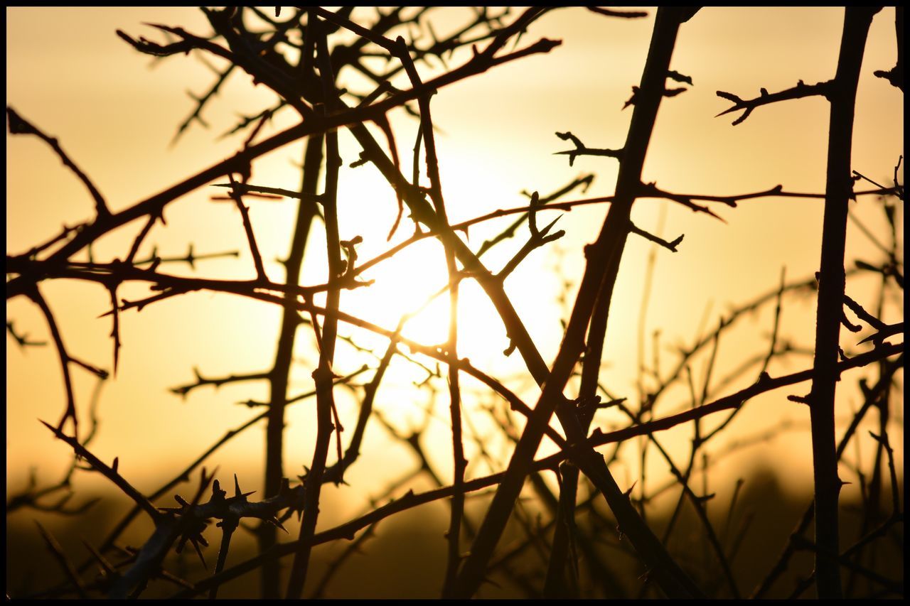 CLOSE-UP OF SILHOUETTE TREE AGAINST SKY