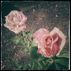 Close-up of rose blooming in park