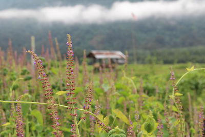 Close-up of flowering plants on field