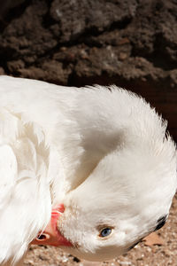 White goose with blue eyes