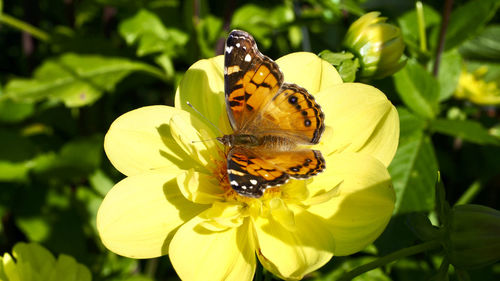 Close-up of butterfly on flower