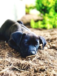 Close-up of black dog relaxing outdoors