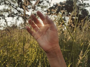 Close-up of hand touching grass