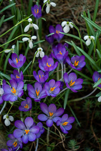 Close-up of purple crocus flowers