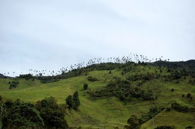 Scenic view of forest against sky