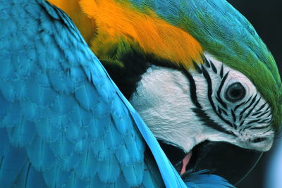 Close-up of peacock