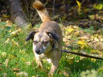 Portrait of dog on field