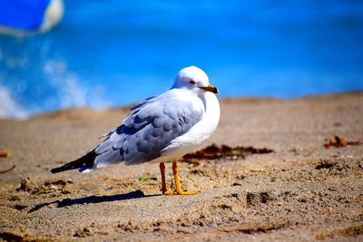 Close-up of seagull on sand