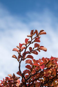Low angle view of plant against cloudy sky in autumn