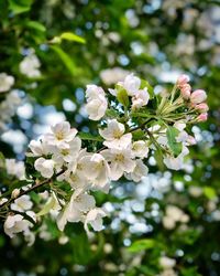 Close-up of white flowering plant