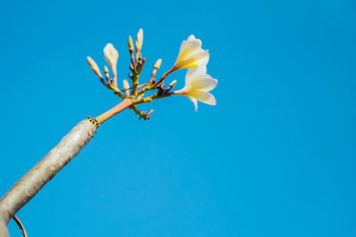 Low angle view of flowering plant against blue sky