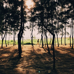 Trees in forest against sky