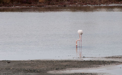 Bird in water