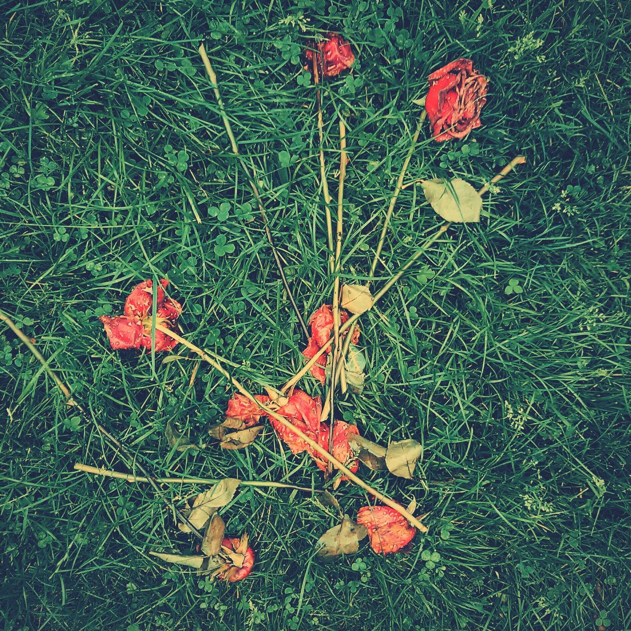 grass, field, grassy, growth, high angle view, leaf, nature, plant, flower, fragility, green color, autumn, beauty in nature, red, dry, freshness, change, day, orange color, no people