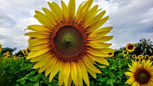 Close-up of sunflower against sky