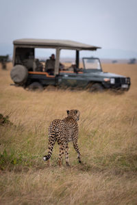 Cheetah walking on field