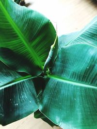 Close-up of banana leaf