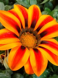 Close-up of yellow flower