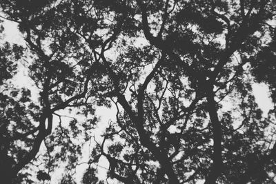 Low angle view of trees against clear sky