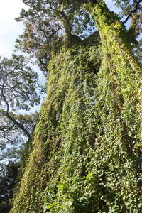 Low angle view of tree against sky