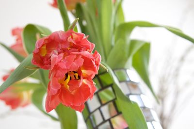 Close-up of pink flowers blooming outdoors