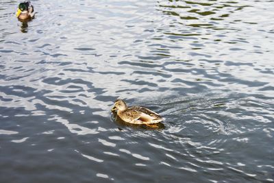 High angle view of duck swimming in lake