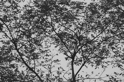 Low angle view of bare trees against sky