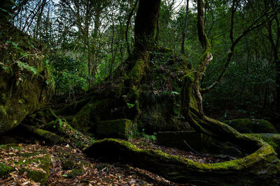 Trees growing in forest