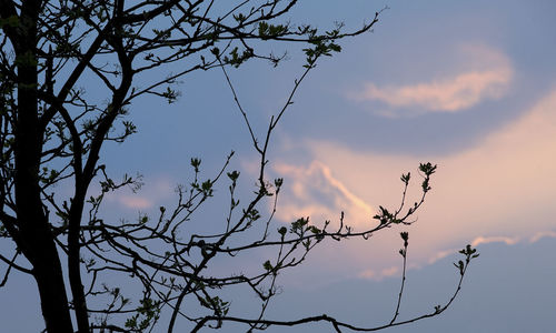 Low angle view of tree against sky