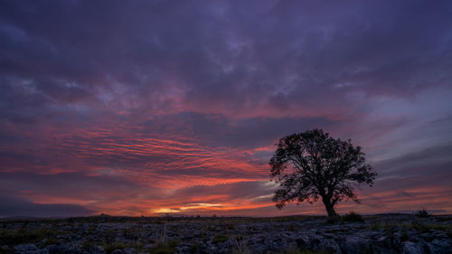 Silhouette tree on landscape against sky during sunset