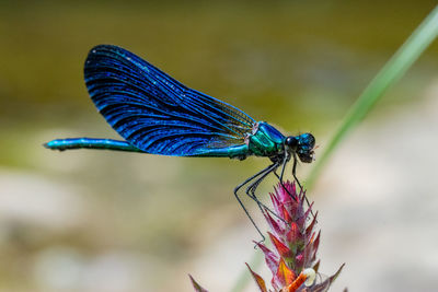 Close-up of a damselfly 