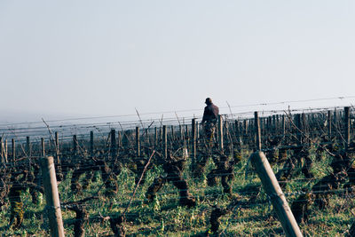 agriculture