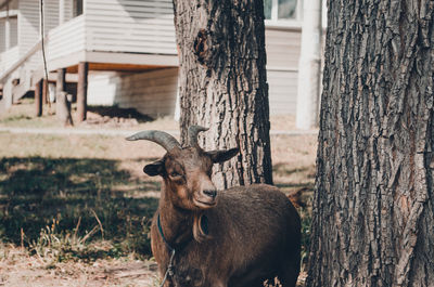 Goat standing by tree