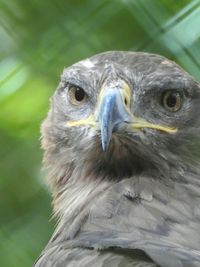 Close-up portrait of owl