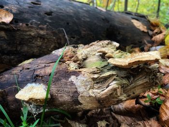 Close-up of mushroom growing on log in forest