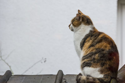 Close-up of cat sitting outdoors