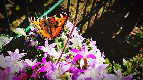 Close-up of butterfly perching on flower