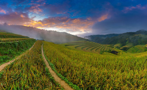 Scenic view of agricultural field against sky