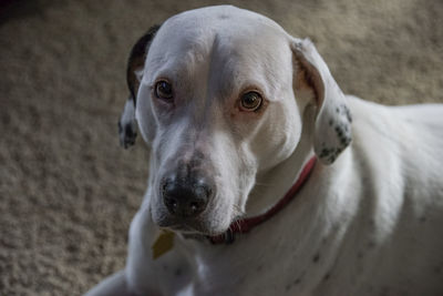 Close-up portrait of dog