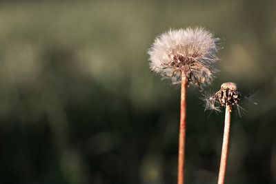 Close-up of thistle