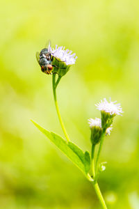 Close-up of insect on flower