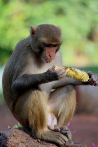 Monkeys on sitting outdoors eating roasted corn