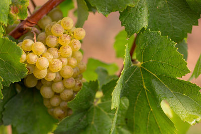 Close-up of grapes growing in vineyard