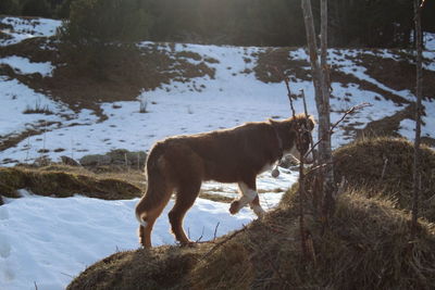 Horse standing in lake during winter