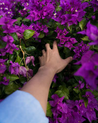 Close-up of hand touching purple flowering plants
