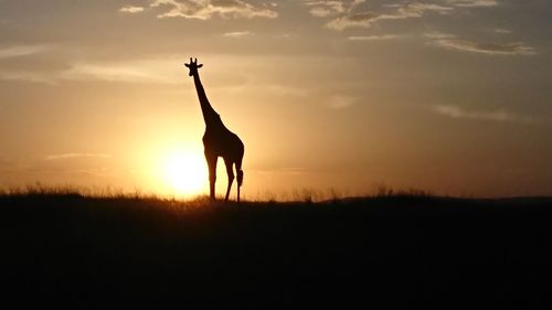 Silhouette giraffe standing on field against orange sky